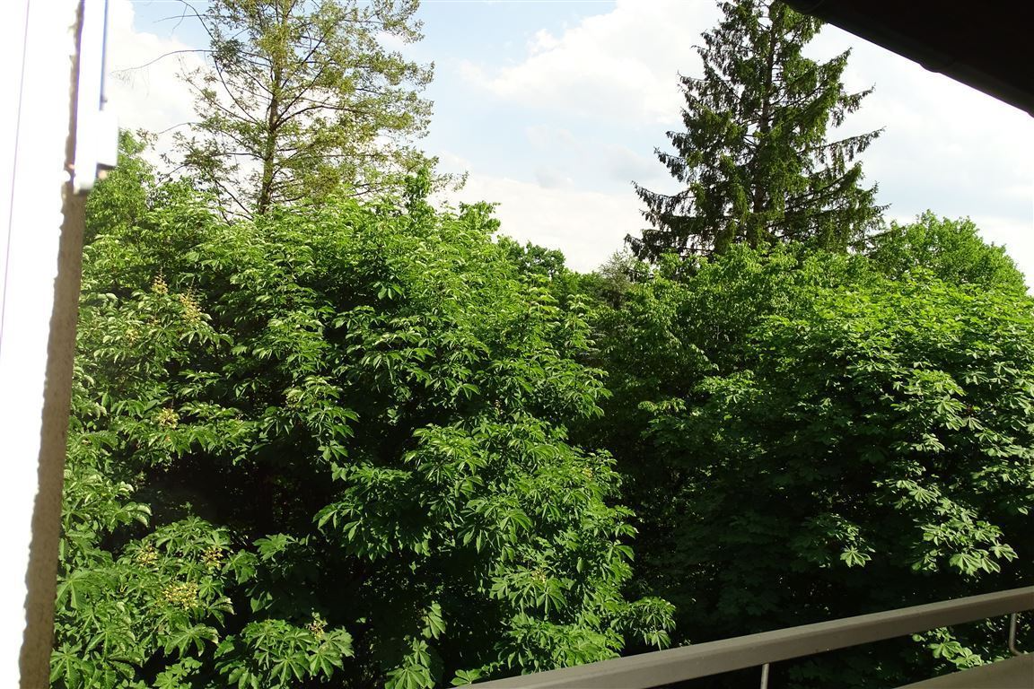 Blick ins Grün