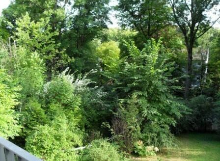 Blick in den Garten