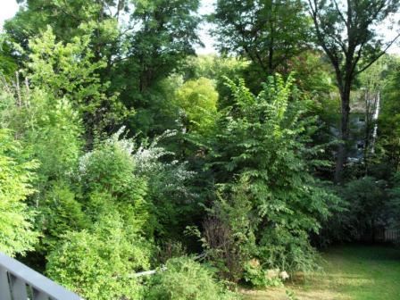 Blick in den Garten